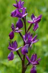 Anacamptis laxiflora