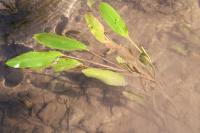 Potamogeton nodosus