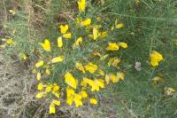 Ulex europaeus