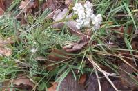 Achillea millefolium