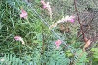 Onobrychis viciifolia