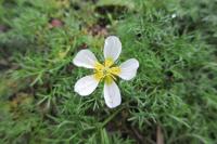 Ranunculus circinatus