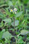 Solanum nigrum
