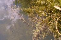 Myriophyllum spicatum