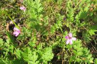 Erodium cicutarium