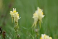 Linaria vulgaris