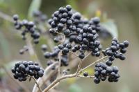 Ligustrum vulgare