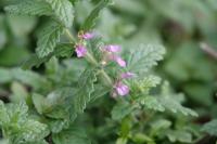 Teucrium scordium