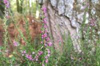 Erica cinerea