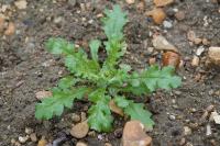 Senecio vulgaris