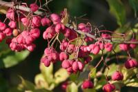 Euonymus europaeus