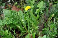Taraxacum officinale