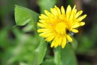 Taraxacum officinale