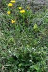Hypochaeris radicata