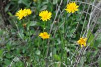 Hypochaeris radicata