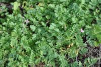 Erodium cicutarium
