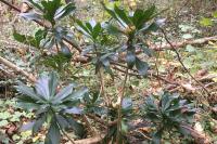 Daphne laureola