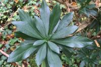 Daphne laureola