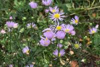 Erigeron annuus