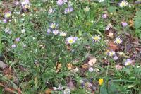 Erigeron annuus
