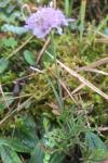 Scabiosa columbaria