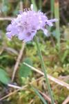 Scabiosa columbaria
