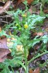 Senecio vulgaris