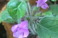 Clinopodium vulgare