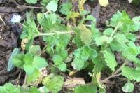 Veronica arvensis