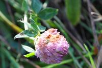 Trifolium pratense