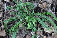 Asplenium trichomanes
