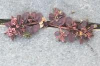Euphorbia maculata