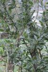 Laurus nobilis