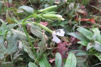 Saponaria officinalis