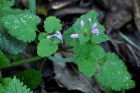Lamium purpureum