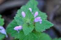 Lamium purpureum
