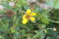 Geum urbanum