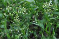 Capsella bursa-pastoris
