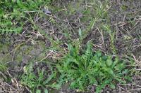 Capsella bursa-pastoris