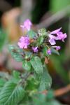 Clinopodium vulgare