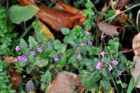 Clinopodium vulgare