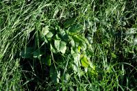 Rumex acetosa