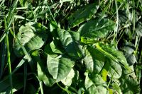 Rumex acetosa