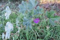 Malva sylvestris