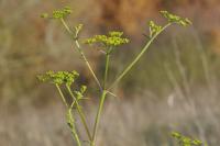 Pastinaca sativa