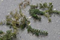 Ceratophyllum demersum