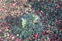 Helleborus foetidus