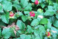 Potentilla indica