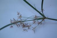 Cyperus longus