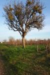Pyrus communis